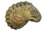 Long Partially Enrolled Morocops Trilobite - Morocco #296619-1